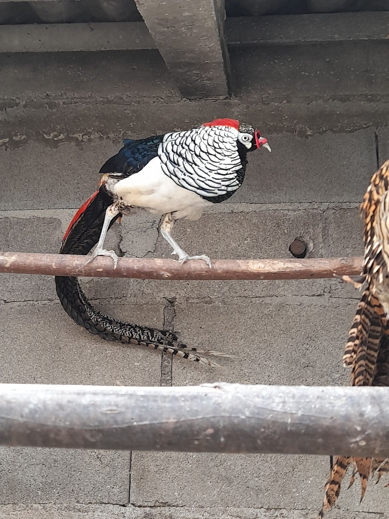 Venda de casais de Garnisos, Faisões Patos Carolinos .