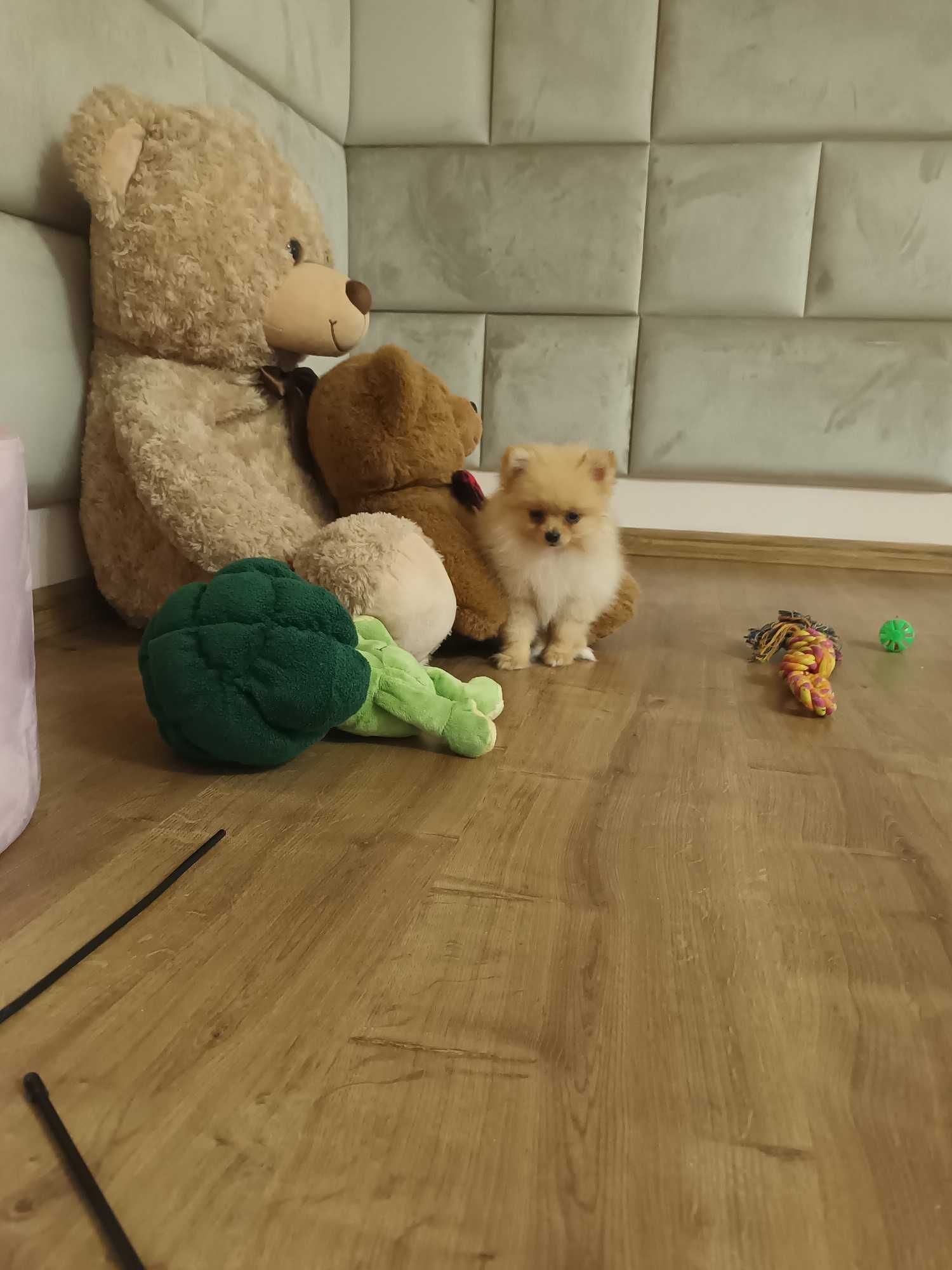 Szpic Miniaturowy