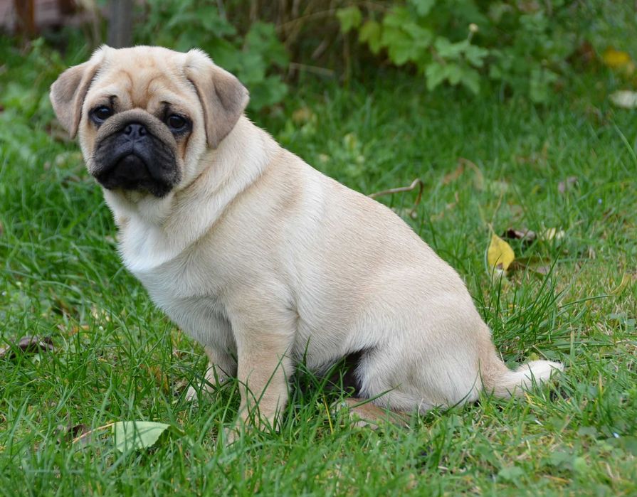 Цуцик 4.5 міс неймовірного коліру