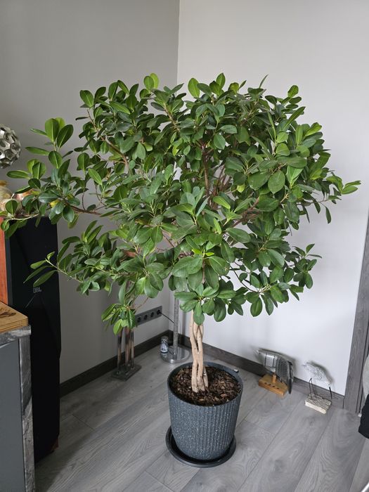 Фікус Мікрокарпа Мокламе