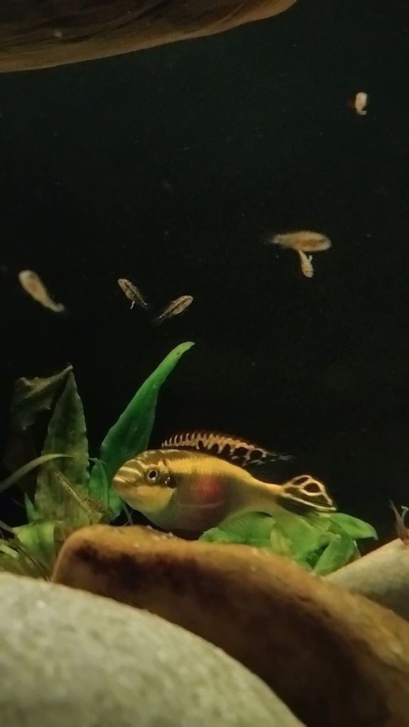 Ancistrus sp & kribensis