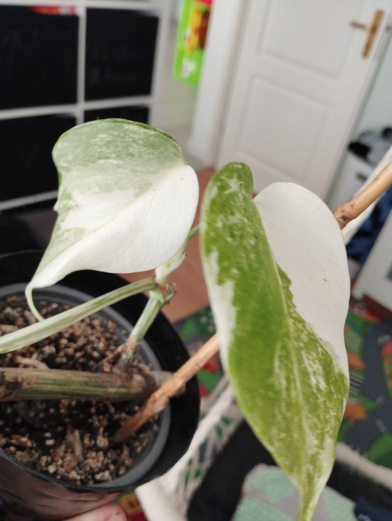 Monstera variegata