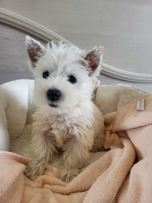 West Highland White Terrier/ Вест Хайленд Уайт Терр'єр