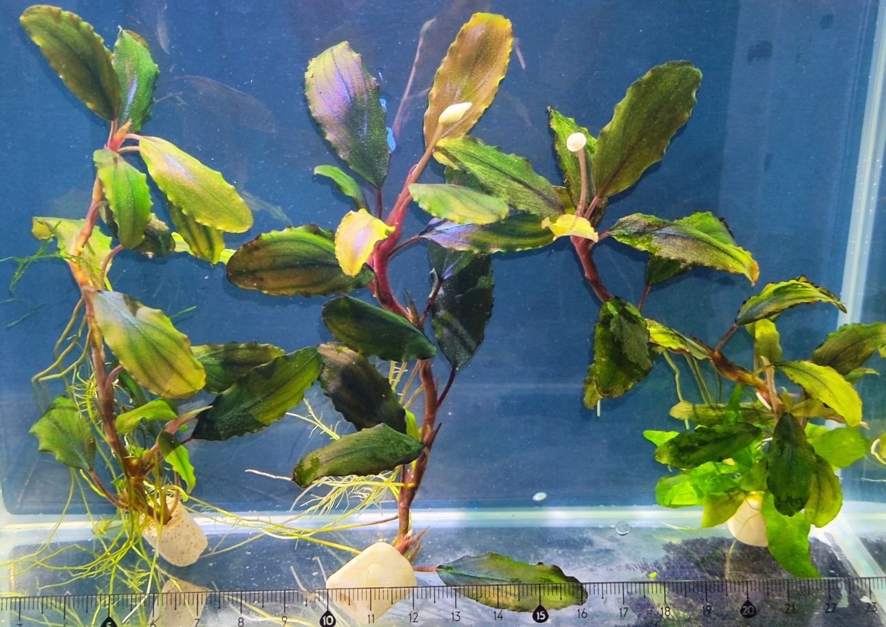Bucephalandra z Kwiatem Piękny Zestaw Roślin do Akwarium