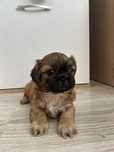 Szczeniak shih-tzu