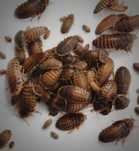 Blaptica dubia Karaczany argentyńskie 1.5-2.5cm