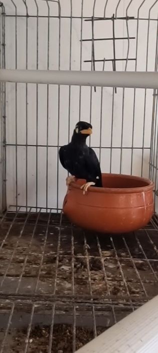 Gracula religiosa intermedia casal