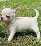 Chihuahua suczka xxs z rodowodem