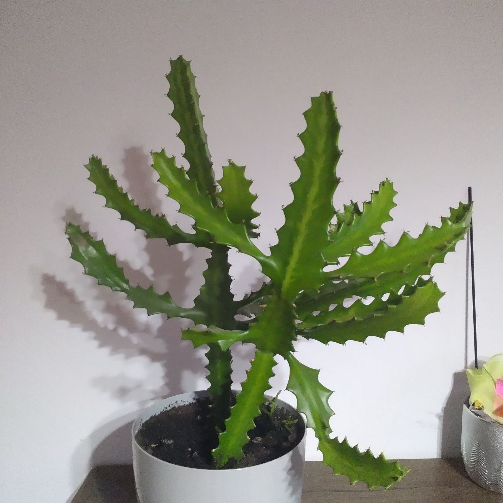 Ładny zdrowy kaktus