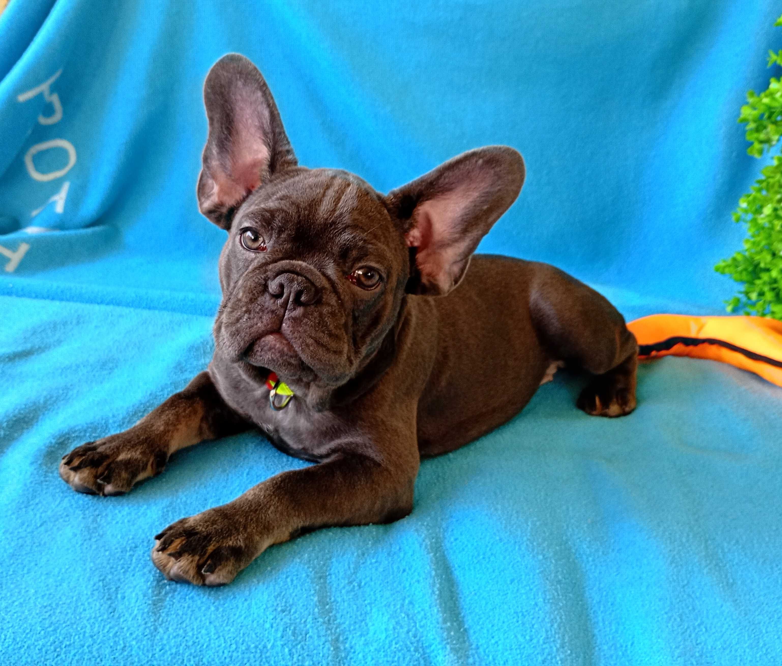Bulldogue francês fêmea Azul