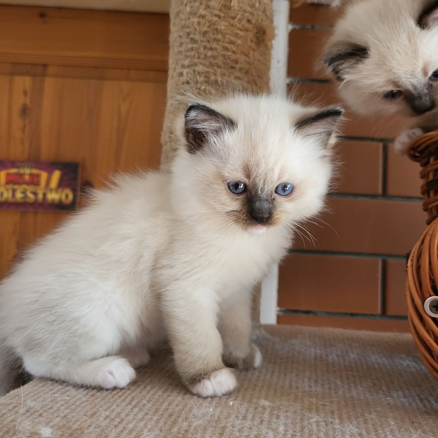 Ragdoll Ragdolle Ragdollowo