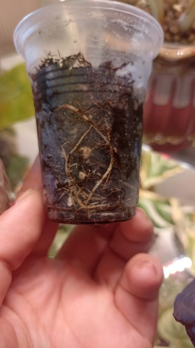 Alocasia Macrorrhiza Splash