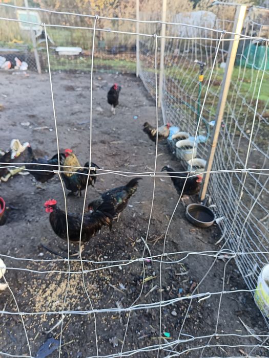 Sprzedam koguty z 2025