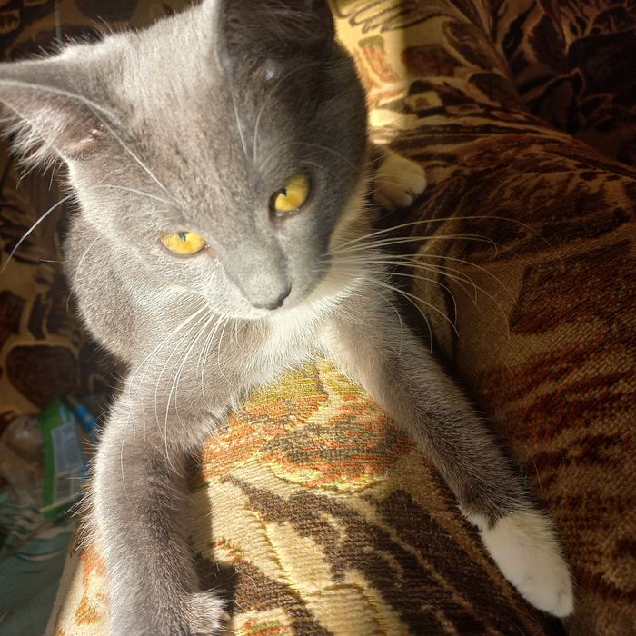 терміново кошеня в хороші руки