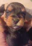Yorki Yorkshire terrier po FCI