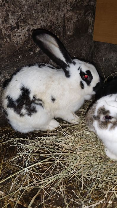 Sprzedam króliki mieszańce