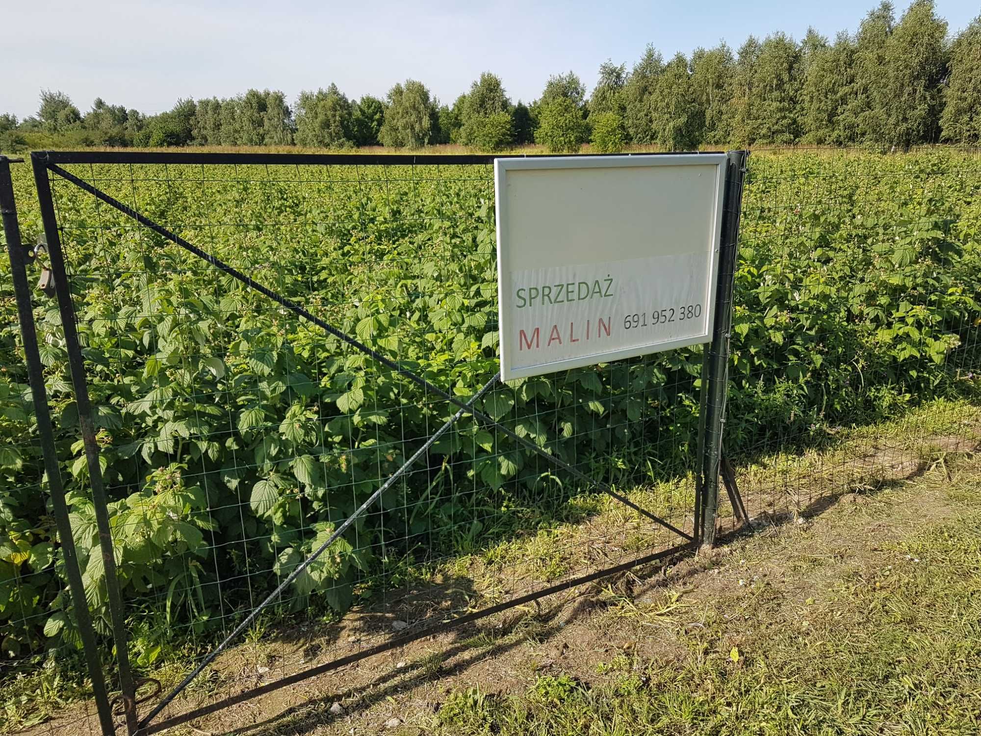 Świeze maliny z własnej  plantacji  ekologicznej