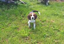 Suczka suka beagle