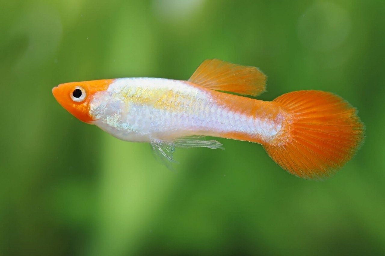 Guppy poecilia reticulata