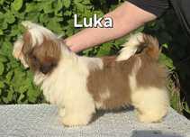 Piesek Shih tzu ZKWP