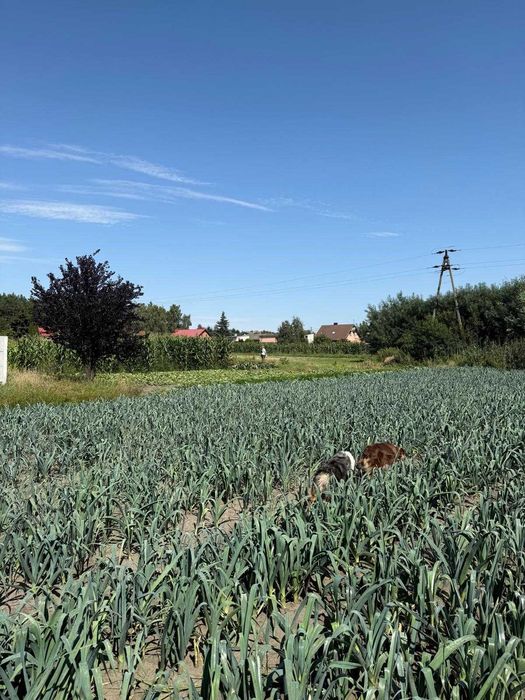 Sulęcinek działka budowlana 1750m2