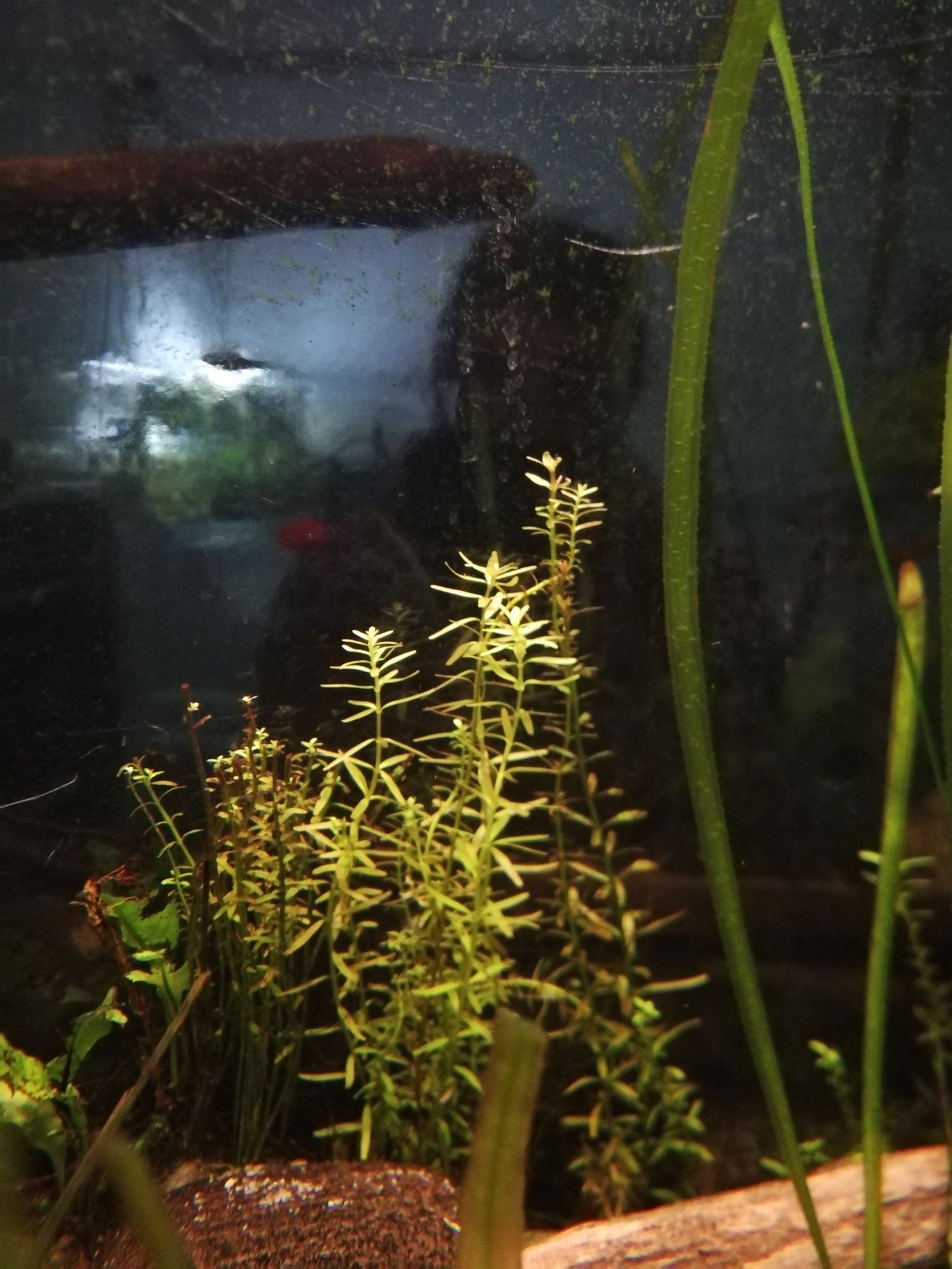 Rotala rotundifolia