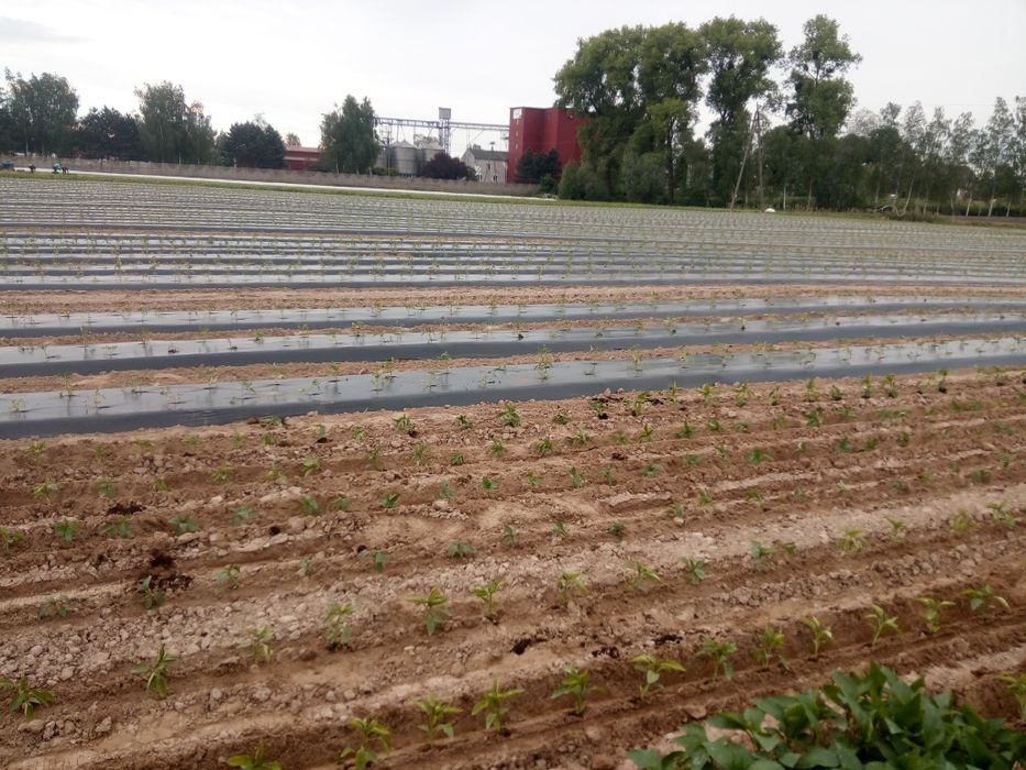 Rozkładanie folii na pomidory ogórki papryki formowanie zagonów