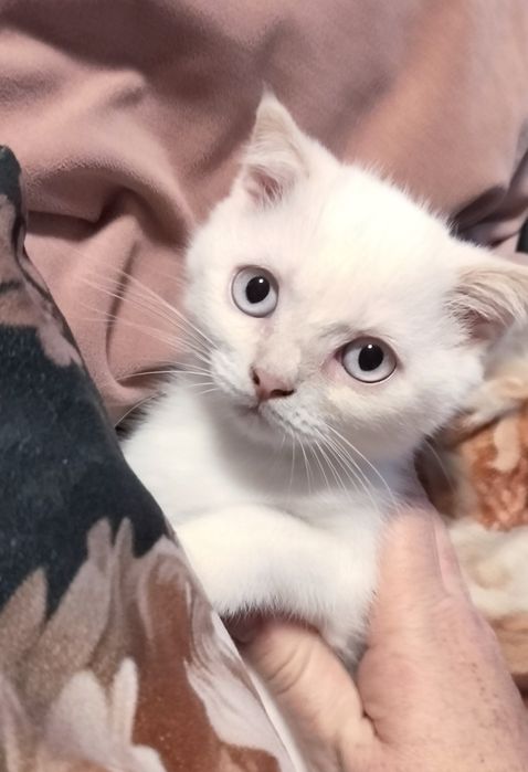 Yogi Szkocki Fold Zwisłouchy point kremowy kot