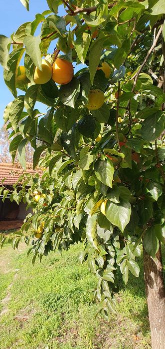 Venha colher dióspiros, zona de Fafe e Felgueiras
