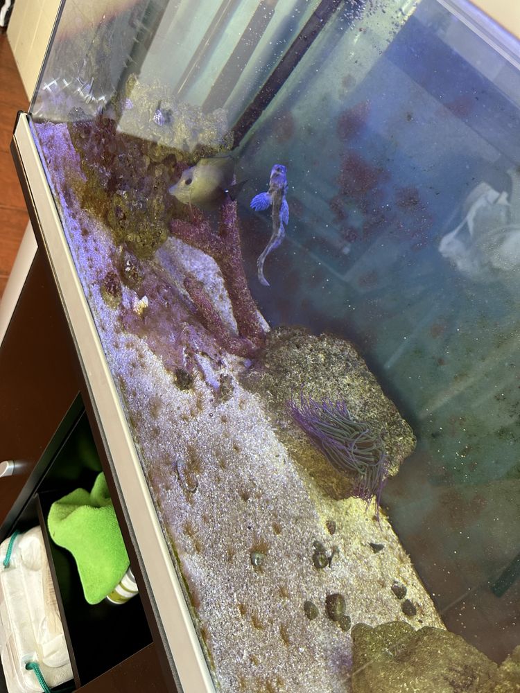 Aquario agua salgada