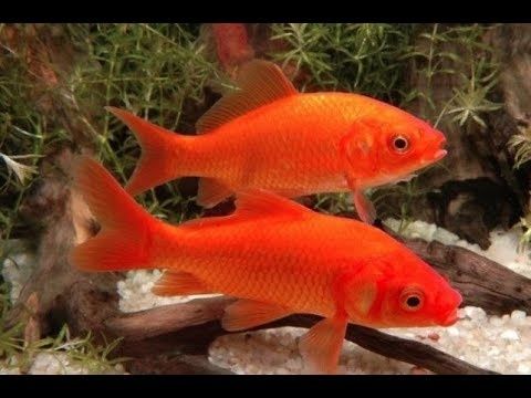 Karp koi orfa karaś itd