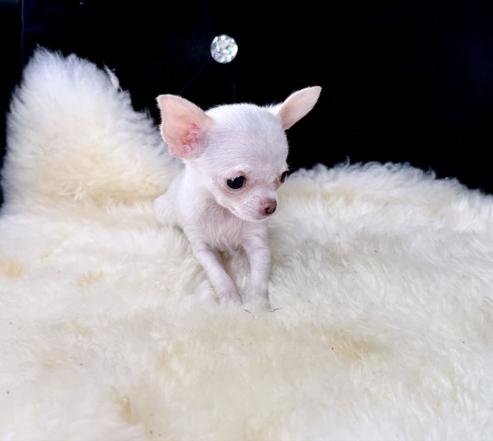 Chihuahua xxs mini mini sunia biała