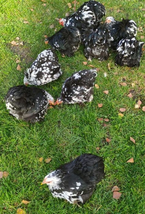 Kury kochin,kochin karzelek ,kochin miniaturowy, kochiny.