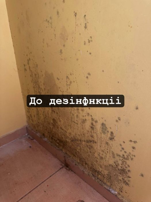 Видалення плісняви видалення грибка - дезінфекція - озонування
