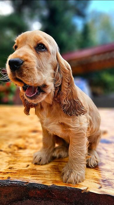 Cocker Spaniel Angielski- cudowny piesek złoty - Biszkoptowy  Rodowód