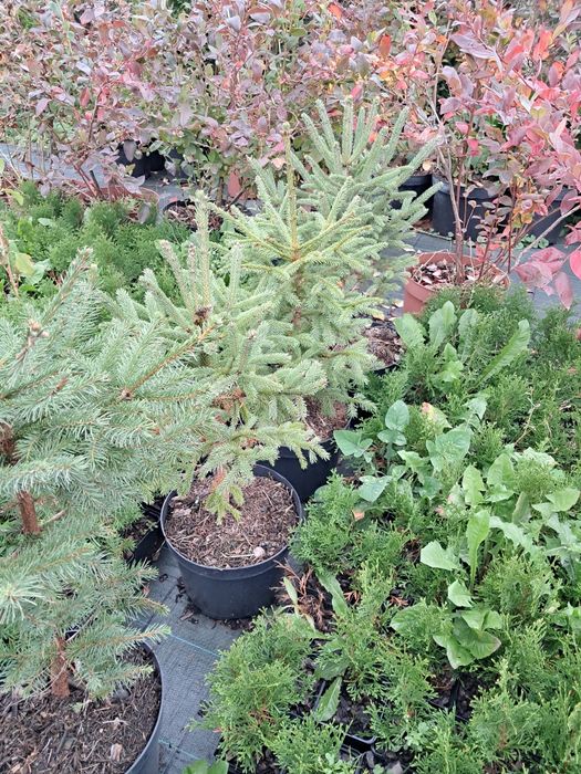 Смерека 0.7м в горщику