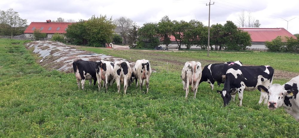 Jałówki wysokocielne 12 sztuk hf