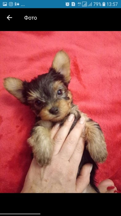 Йорчики Одеситы с Документами