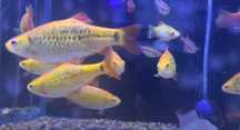 Barbo Dourado \ Barbodes semifasciolatus 3-5cm