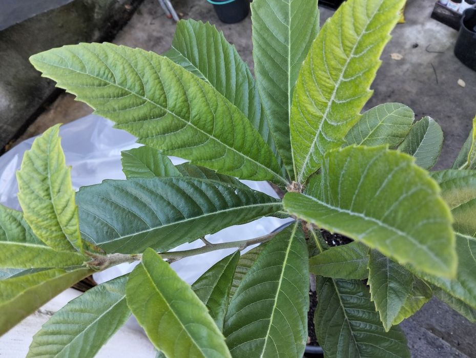 Nespereira c/cinco anos em vaso