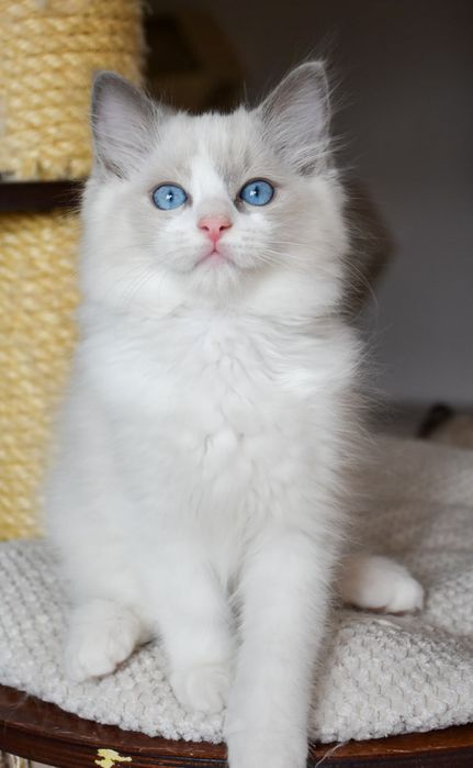 Kocurek ragdoll blue bicolor