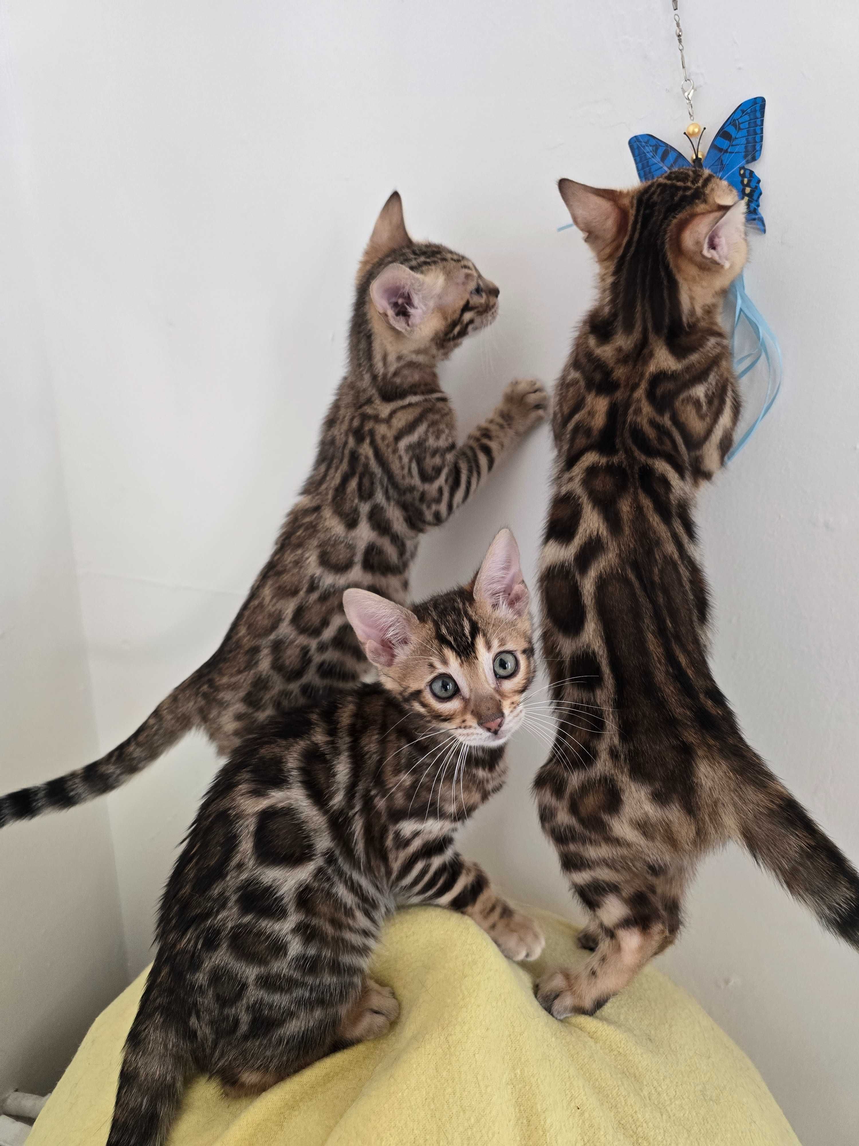 Kocurek Bengalski gotowy do odbioru