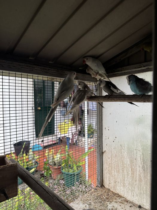 Vendo caturras e piriquitos