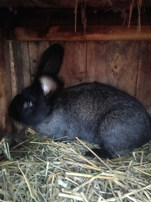 Sprzedam króle belgijskie