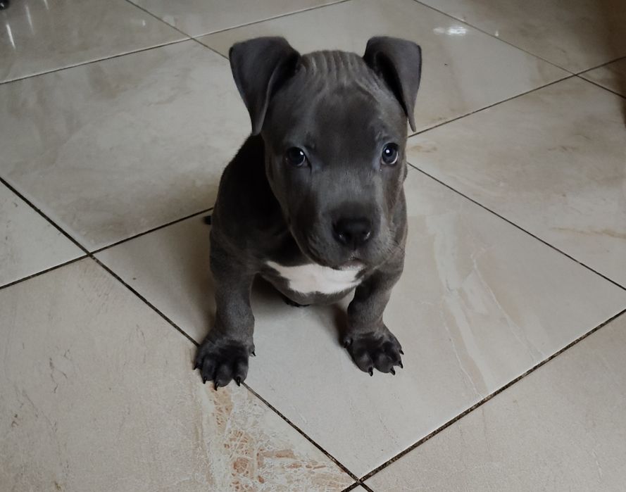 Amstaff american staffordshire terrier blue niebieski pies