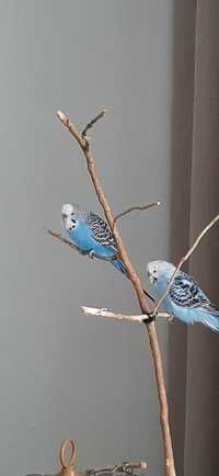 Papuga falista, Papugi faliste, cena za1 sztukę parka, niebieskie