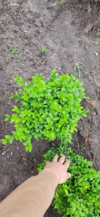 Самшит. Накладний платіж. Найкращі ціни Вічнозелені рослини