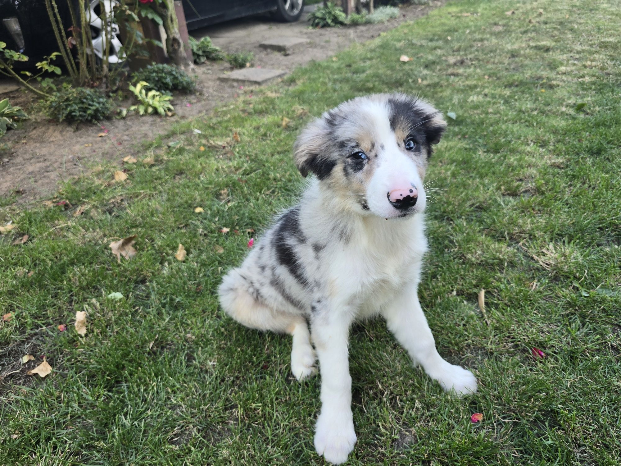 Border Collie ZKwP FCI