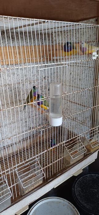 Diamantes de gould
