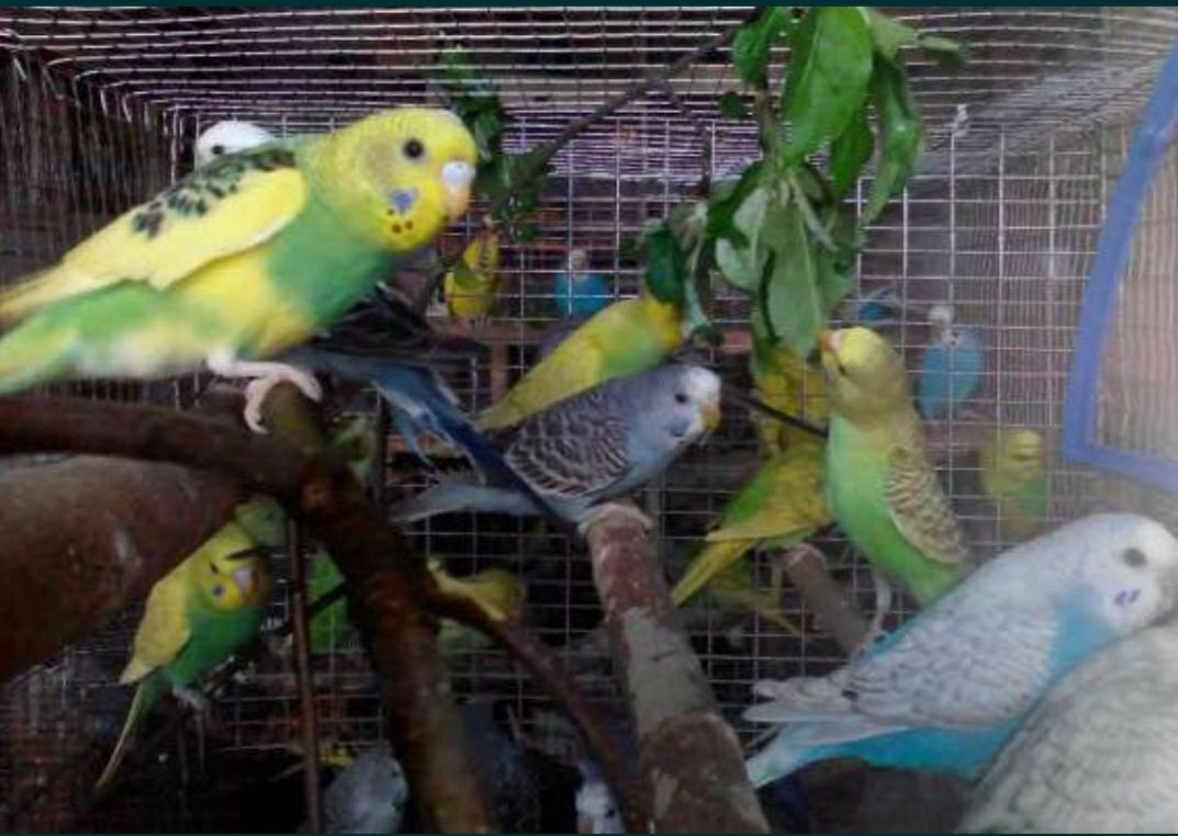 Молоденькие волнистые попугаи
